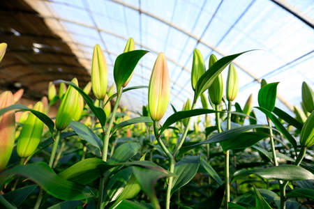 Lily flower in garden. The lily is in the greenhouseの写真素材