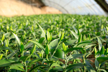 Lily flower in garden. The lily is in the greenhouseの写真素材