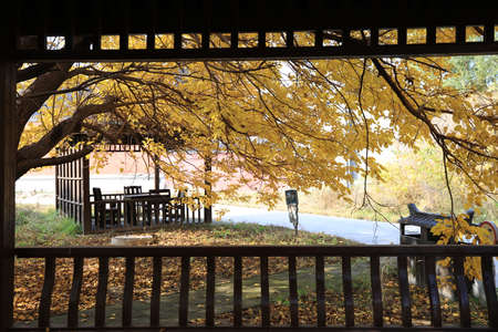 Beautiful wooden pavilions and trees in autumnの写真素材