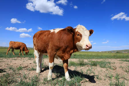 A herd of cattle was grazing on the prairieの写真素材