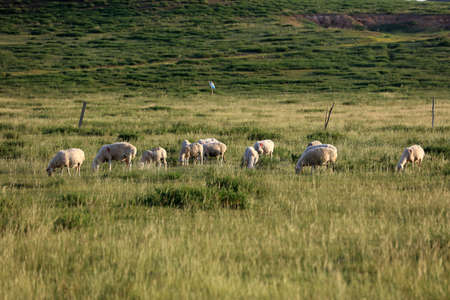 In the summer, A flock of sheep are eating grass on the grasslandの写真素材