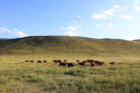 A herd of cattle was grazing on the prairieの写真素材