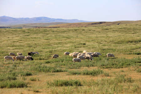 In the summer, A flock of sheep are eating grass on the grasslandの写真素材