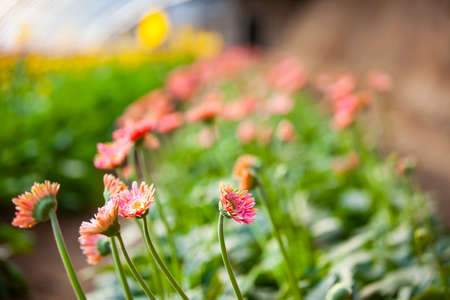 African chrysanthemum blooms in the greenhouseの写真素材