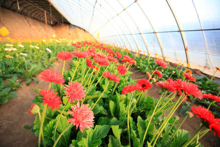 African chrysanthemum blooms in the greenhouseの写真素材