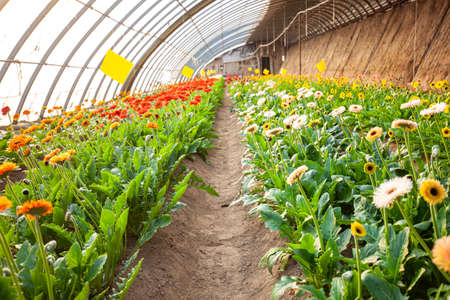 African chrysanthemum blooms in the greenhouseの写真素材