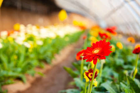 African chrysanthemum blooms in the greenhouseの写真素材