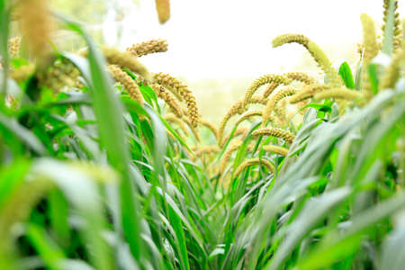 foxtail millet crops in the fields in autumnの写真素材