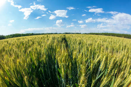 Green wheat is growing in the field, The wheat fields are under the blue sky and white cloudsの写真素材
