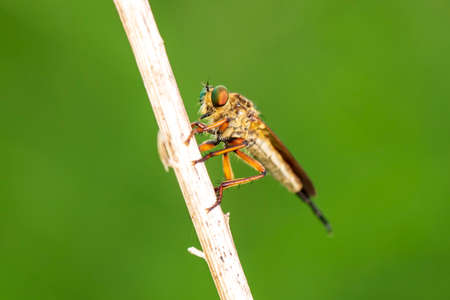 robber fly, assassin fly. A close-upの写真素材