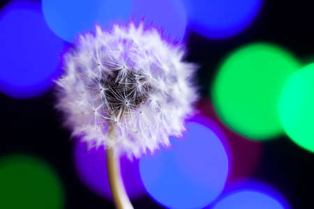 Dandelion on a black background, dandelion under the colored lightsの写真素材
