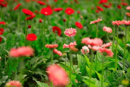 African chrysanthemum are in full bloomの写真素材