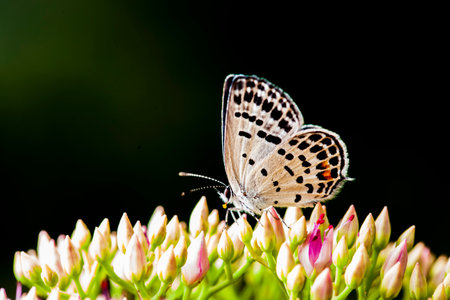 gossamer-winged butterfly, A butterfly is gathering honeyの写真素材