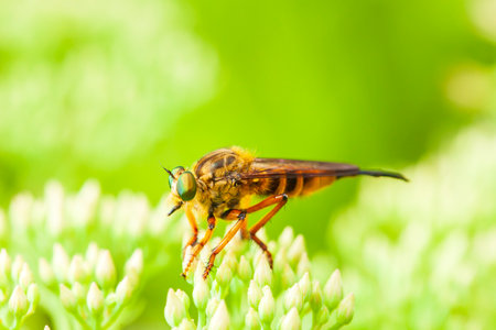 robber fly, assassin fly. A close-upの写真素材