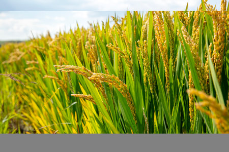 Mature rice in rice field, The rice fields are under the blue sky. The rice is growing in the fieldの写真素材