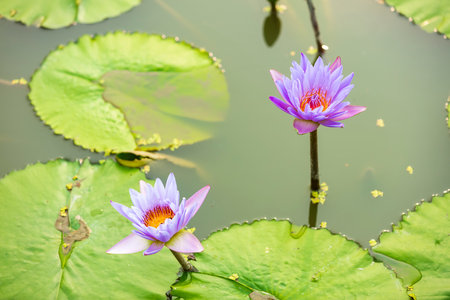 Lotus flower on the water, The beautiful pink lotus after the rainの写真素材