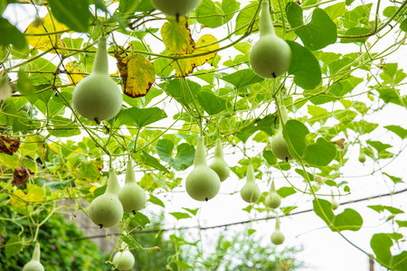 Close-up detail of multiple bottle gourds on a vine, ready for harvest. Agriculture and nature concept.の写真素材