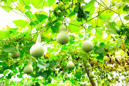 Close-up detail of multiple bottle gourds on a vine, ready for harvest. Agriculture and nature concept.の写真素材