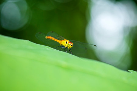 Dragonflies perching on leaves. dragonfly in nature. Dragonflies in natural habitats. Beautiful natural scenery with dragonflies.の写真素材