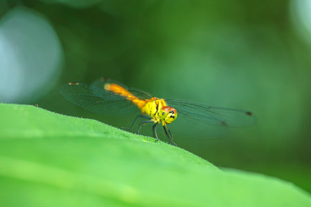 Dragonflies perching on leaves. dragonfly in nature. Dragonflies in natural habitats. Beautiful natural scenery with dragonflies.の写真素材