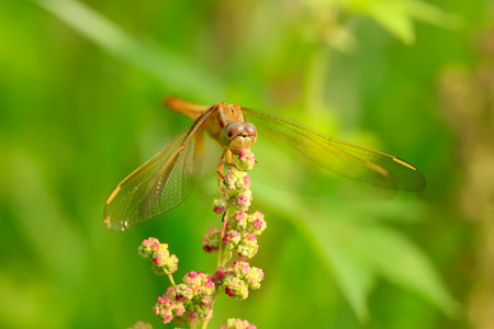 Dragonflies perching on leaves. dragonfly in nature. Dragonflies in natural habitats. Beautiful natural scenery with dragonflies.の写真素材