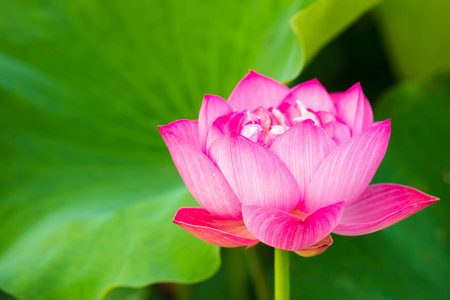 Lotus flower on the water, The beautiful pink lotus after the rainの写真素材