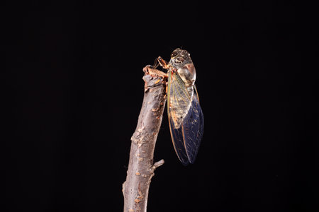 A cicada metamorphoses on a branch, A cicada is molting on a branch,black backgroundの写真素材