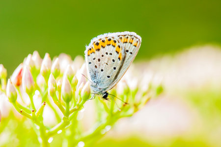 gossamer-winged butterfly, A butterfly is gathering honeyの写真素材