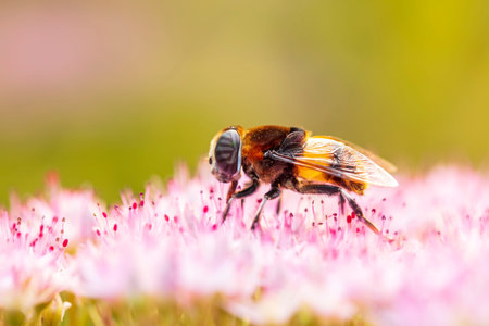 Syrphid flies, A hoverfly on a flower, A close-up