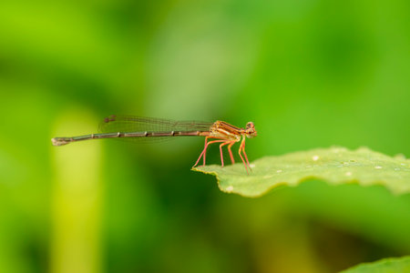 A damselfly hanging on a blade of grass against a green backgroundの写真素材