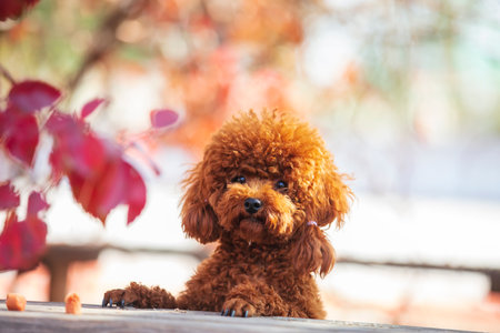 A toy poodle in autumn, beautiful autumn leavesの写真素材