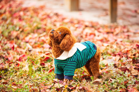 A toy poodle in autumn, beautiful autumn leavesの写真素材