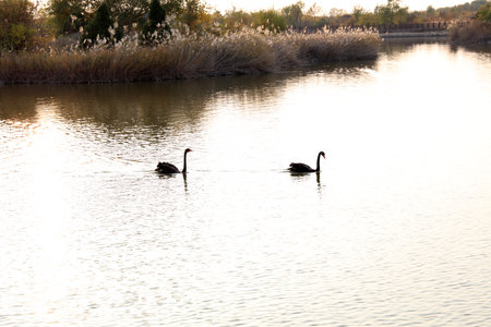 Several black swans were swimming in the waterの写真素材