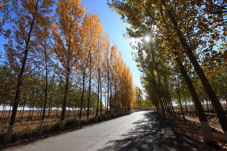 In autumn, asphalt roads and beautiful trees, Highway landscape in autumn, The poplar forest in autumnの写真素材