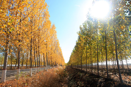 In autumn, asphalt roads and beautiful trees, Highway landscape in autumn, The poplar forest in autumnの写真素材