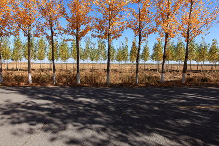 In autumn, asphalt roads and beautiful trees, Highway landscape in autumn, The poplar forest in autumnの写真素材