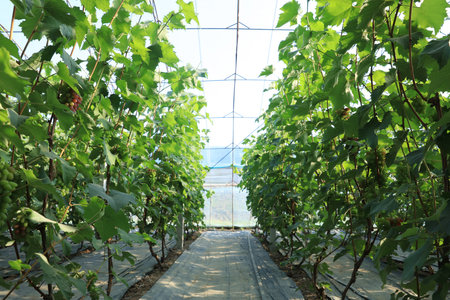 The grapes are in the greenhouse. The grapes are growing in the greenhouseの写真素材