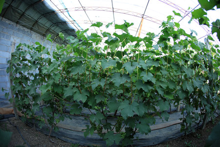 The grapes are in the greenhouse. The grapes are growing in the greenhouseの写真素材