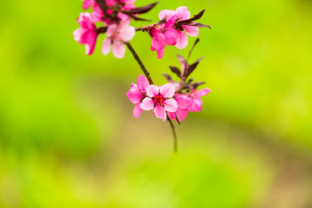 The peach trees blossom in springの写真素材