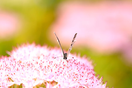 gossamer-winged butterfly, A butterfly is gathering honeyの写真素材