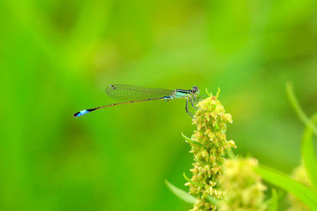 A damselfly hanging on a blade of grass against a green backgroundの写真素材