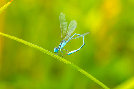 A damselfly hanging on a blade of grass against a green backgroundの写真素材