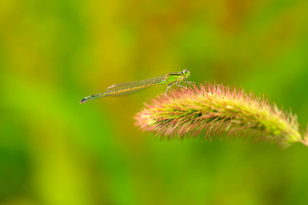 A damselfly hanging on a blade of grass against a green backgroundの写真素材