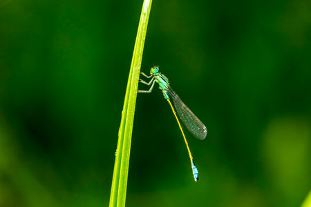 A damselfly hanging on a blade of grass against a green backgroundの写真素材