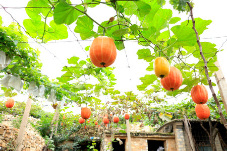 Little pumpkin growing on a pumpkin patch, Agricultural field siteの写真素材