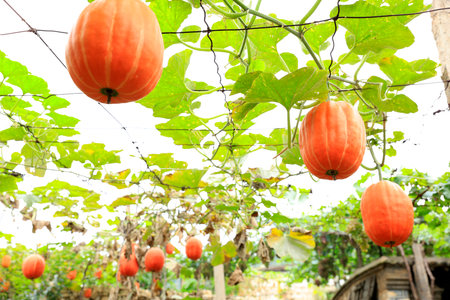 Little pumpkin growing on a pumpkin patch, Agricultural field siteの写真素材