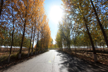 In autumn, asphalt roads and beautiful trees, Highway landscape in autumn, The poplar forest in autumnの写真素材
