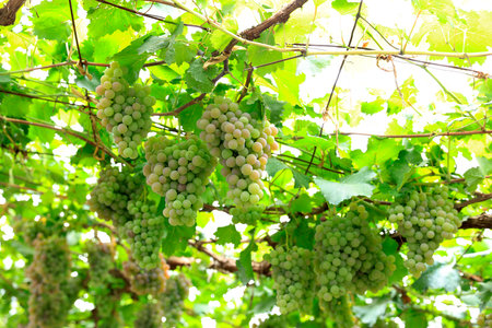 Vineyards at sunset in autumn harvest. Ripe grapes in fallの写真素材