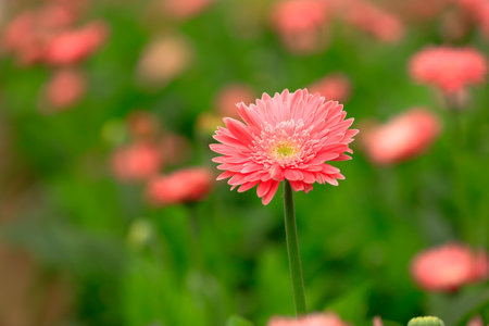 African chrysanthemum are in full bloomの写真素材