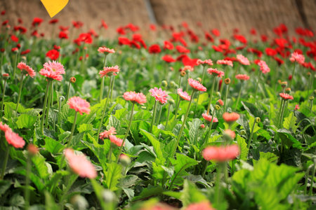 African chrysanthemum are in full bloomの写真素材